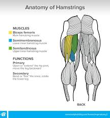 A bodybuilding program is designed to induce hypertrophy in the athlete's muscle, stimulating muscular growth. Laivas Chrizantema Dygsnis Leg Anatomy Bodybuilding Comfortsuitestomball Com