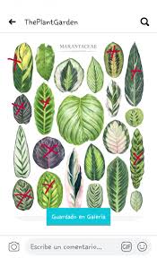 Image result for Marantaceae