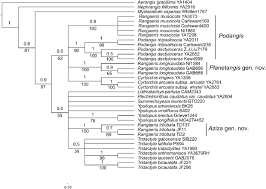 Image result for Rangaeris