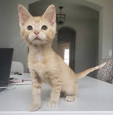 1 883 Begenme 21 Yorum Instagram Da Fosterbabycats Fosterbabycats Juni S Vet Bills Are Paid She Has Since Informed Me That She In 2020 Vet Bills Kitten Vets