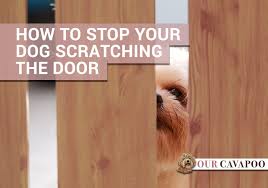 Hardwood floors can scratch badly when dogs try to gain their footing on a smooth floor. How To Stop Your Dog Scratching The Door Our Cavapoo