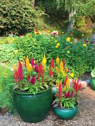 Image result for Celosia richardsiae