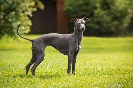 7 Types Of Greyhounds My Animals