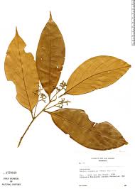 Image result for Ocotea