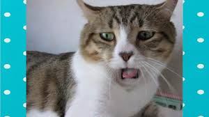 Funny Cats Reaction To Bad Smells Compilation Funny Cats Video Funny Cats Funny Cat Fails Funny Animal Vines