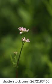 Image result for Persicaria madagascariensis
