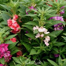 Image result for Impatiens apiculata
