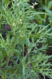 Parthenium hysterophorus (Santa Maria feverfew): Go Botany