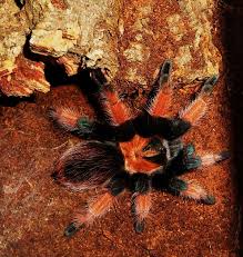 Image result for Emilia brachycephala