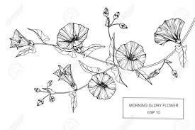 10 Morning Glory Flower Drawing Flower Drawing Drawingpencilwiki Com In 2020 Morning Glory Flowers Flower Drawing Vine Drawing