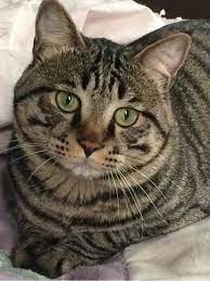 狸花猫的弃养率为何一直居高不下？这5点原因了解一下