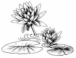 Black And White Lily Pad Clipart Photo Of Lily Pad Coloring Page Color Luna Lily Pads Lily Pad Drawing Coloring Pages
