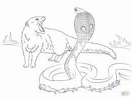 Save on color book animals. Coloring Pages Realistic Animals Animal Coloring Pages Animal Coloring Home