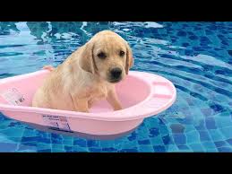 Funny puppies and cute puppy videos. Funniest Cutest Labrador Puppies 2 Funny Puppy Videos 2021 Blogger Dogs