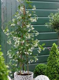 24 Best Vines For Containers Climbing Plants Container Plants Evergreen Climbers