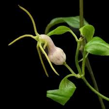 Image result for Ceropegia carnosa