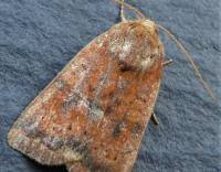 Image result for Noctua interjecta