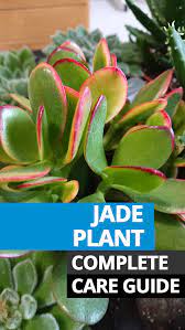 Jade Plant Money Plant Care Guide Money Plant Care Jade Plants House Plant Care