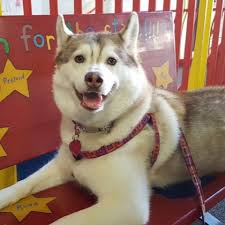 Fundraiser for Mickey Padesky by Tianna Beilke : Friends of Mishka for  Mishka's Recovery