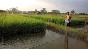 Svargabumi destinasi wisata ditengah sawah yang untungkan petani. Pertanian Dan Budidaya Ikan Mina Padi Satu Hektar Lahan Bisa Dapat Omset 120 Juta Bbc News Indonesia