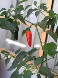 We did not find results for: How To Plant And Grow Green Chili Peppers In Pots From Seeds Dengarden