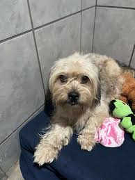 everyone Auction items all up. All the proceeds go to helping Santa's  Helpers, Leduc Food Bank, and SCARS animal rescue. Remember all bids must  be