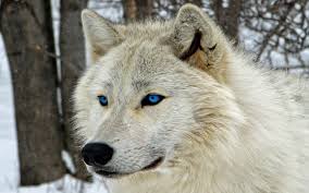 ❤ get the best wolf wallpaper hd on wallpaperset. Free Download White Wolf Wallpapers 1920x1200 For Your Desktop Mobile Tablet Explore 95 Wolf Face Wallpapers Wolf Face Wallpapers Face Wallpaper Face Wallpapers