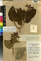 Image result for Dissotis trothae