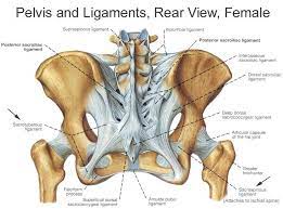 The bones of the back, together, make up the vertebral column. Pin On Anatomy