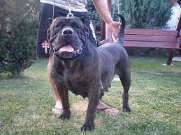 Favorite this post jul 29 maltese morkie puppies Dogo Canario Mix By Natiawarner On Deviantart