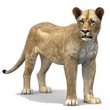 Lioness Rigged Low Poly 3d Model Zhivotnye