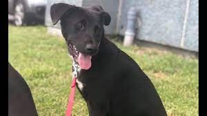 We did not find results for: Puppies In New Orleans Looking For Their Fur Ever Homes Wwltv Com
