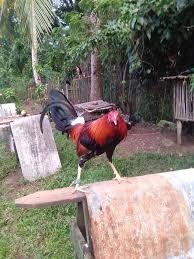Maybe you would like to learn more about one of these? Dark Kelso Stag Nene Aguilar Line Howling Winds Backyard Gf Facebook