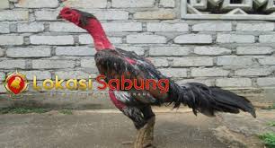 Di indonesia ayam vietnam sudah banyak diminati oleh para penggemar sabung ayam. Detail Gambar Ayam Petarung Ganoi Merupakan Ayam Aduan Yanh Berasal Dari N