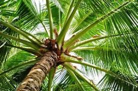 Winterharte Palmen Winterharte Palmen Palmenarten Winterhart
