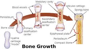 Breaking Muscle Crossfit Kids Osteoporosis Treatment Biology