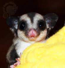 Adorable Black Beauty Sugar Glider Joey At Nh Sugar Gliders Sugar Glider Pet Sugar Glider Glider Animal