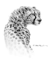 Black And White Cheetah Drawing Cheetah By Bill Melvin Graphite Drawing With Images Big Cats Art Cheetah Drawing Cheetah Tattoo