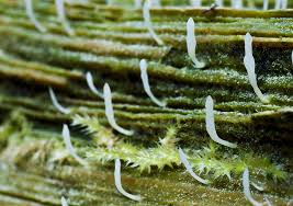 Image result for Multiclavula mucida