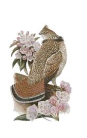 16.9 x 17.2 cm 1 dmc colour. Boston Needleworks Pennsylvania State Bird And Flower Ruffed Grouse And M Counted Cross Stitch Patterns Free Cross Stitch Supplies Cross Stitch Patterns Free