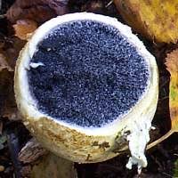 Image result for Scleroderma sp.