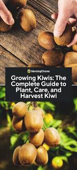 Standing water will quickly rot the vine. Growing Kiwi Fruit Best Varieties Planting Guide Care Problem And Harvest