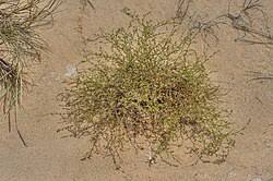 Image result for Polycarpaea