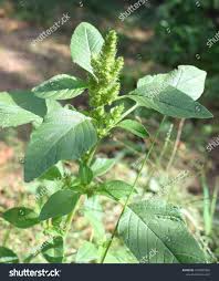 Image result for Amaranthus hybridus