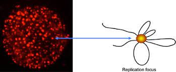Foci is recognized as a pioneer in fiber optic interconnect, fbt (fused biconic taper), and plc (planar lightwave circuit) technology development in taiwan. Dna Replication Foci And Clusters Of Replication Origins Replication Download Scientific Diagram