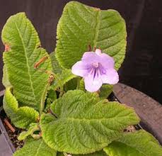 Image result for Streptocarpus buchananii