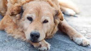 Bacterial infection, bladder cancer, and idiopathic cystitis, which is common in cats who eat question: What To Do If Your Dog Is Leaking Urine
