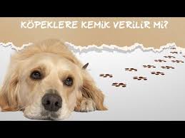 Sureklilikte Kuru Mama Ile Beslenme Kopekler Icin Bir Problem Yaratir Mi Youtube