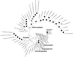 Image result for Xylopia tenuipetala