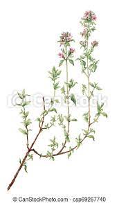 Its plural is either dessins d'enfant. Thymus Thym Sur Vulgaris Fond Blanc Dessin Botanique Crayon Thymus Thym Sur Vulgaris Dessin Aquarelle Canstock